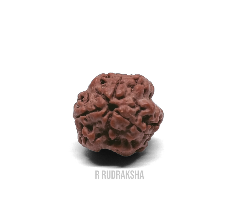 Nepali 3 Mukhi Rudraksha Lab Certified