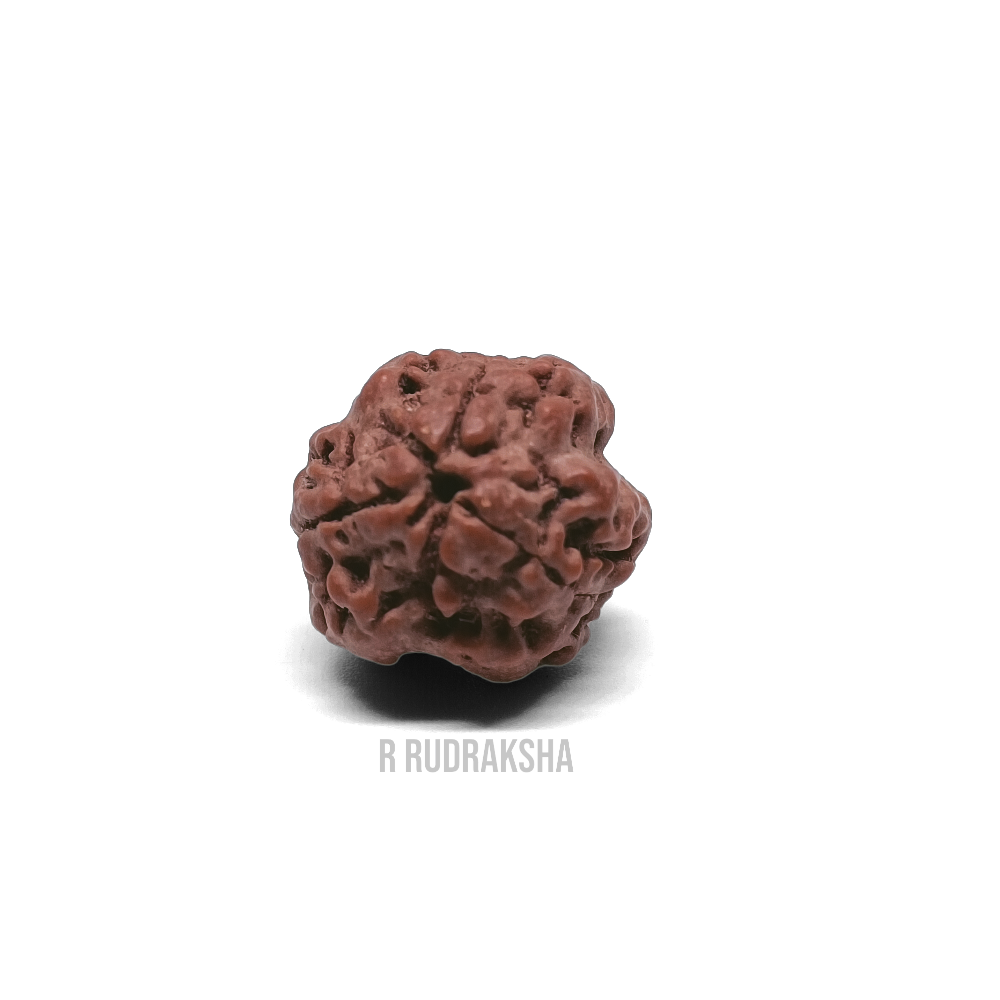 Nepali 3 Mukhi Rudraksha Lab Certified