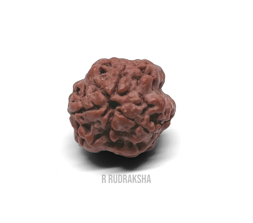 Nepali 3 Mukhi Rudraksha Lab Certified