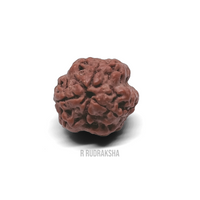 Nepali 3 Mukhi Rudraksha Lab Certified