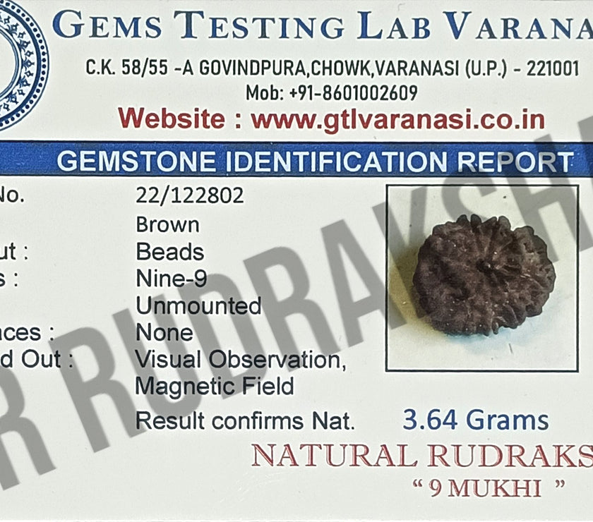 Nepali 9 Mukhi Rudraksha Lab Certified
