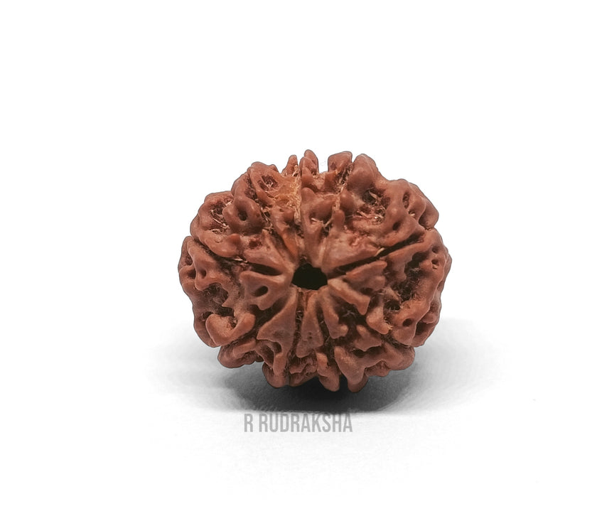 Nepali 9 Mukhi Rudraksha Lab Certified