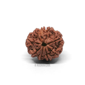 Nepali 9 Mukhi Rudraksha Lab Certified