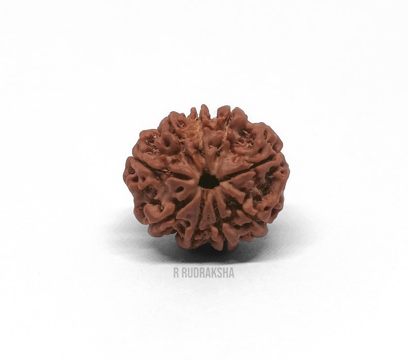 Nepali 9 Mukhi Rudraksha Lab Certified