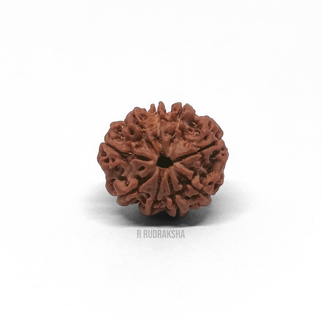 Nepali 9 Mukhi Rudraksha Lab Certified