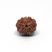 Nepali 9 Mukhi Rudraksha Lab Certified