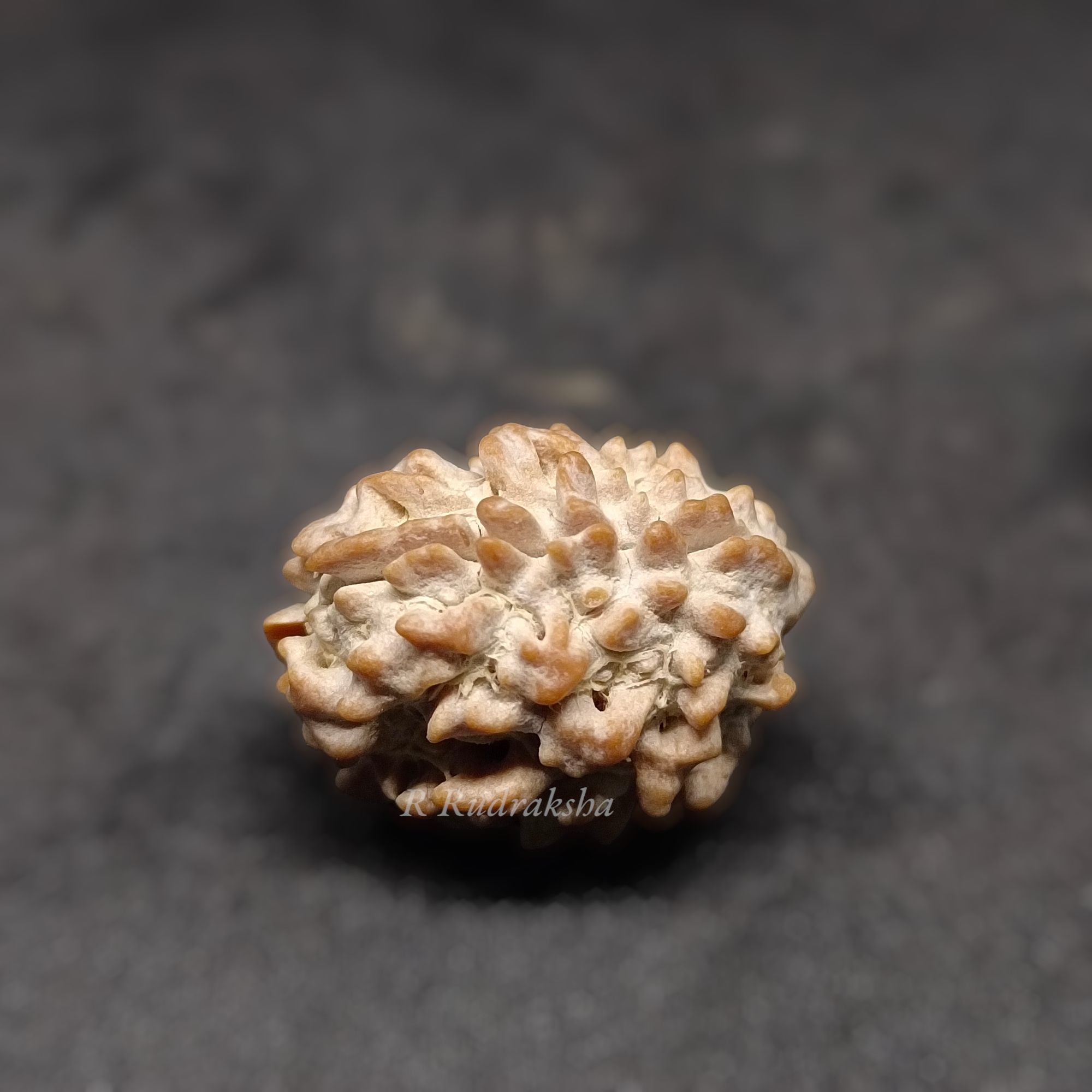 Indian 2 Mukhi Rudraksha Lab Certified