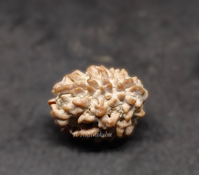Indian 2 Mukhi Rudraksha Lab Certified