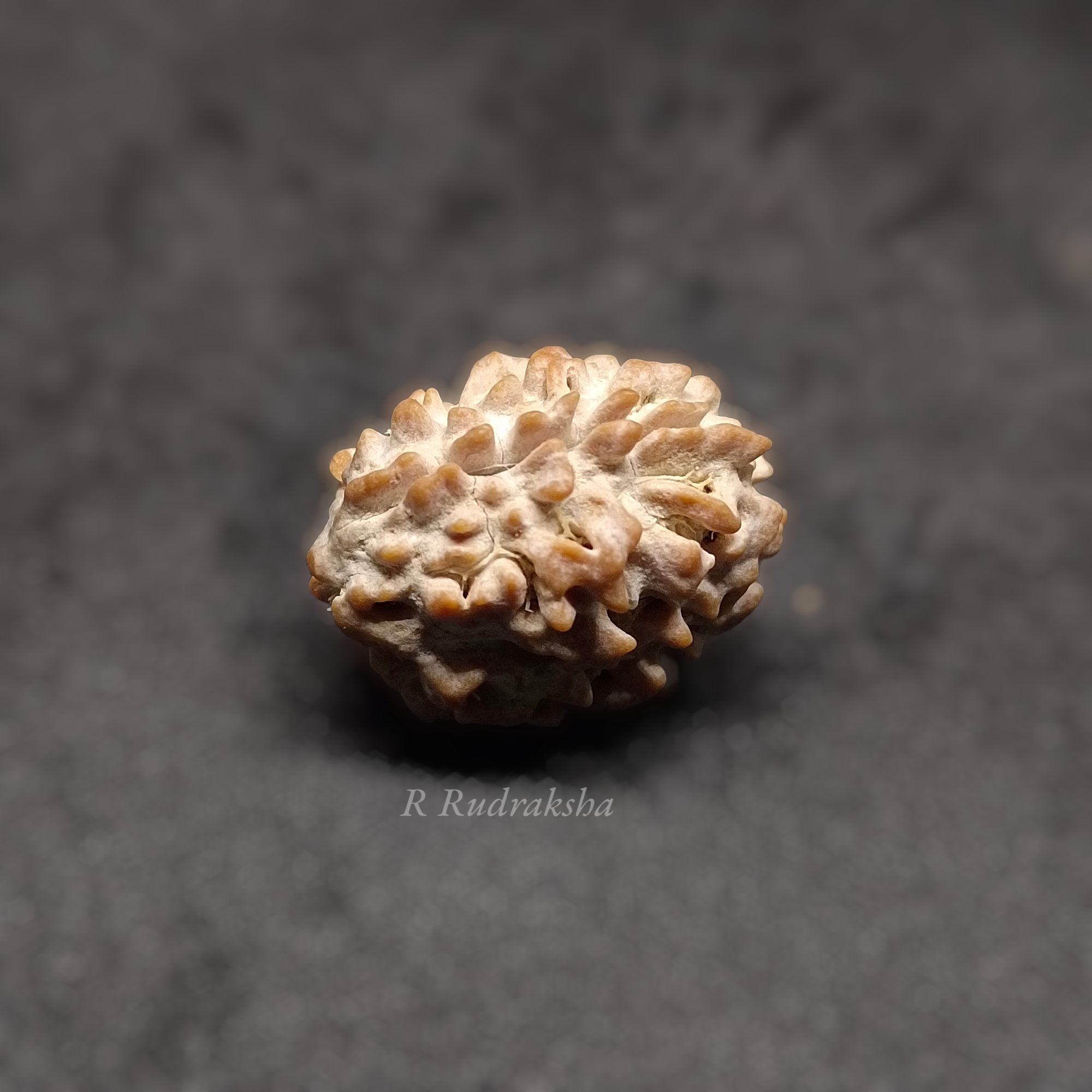 Indian 2 Mukhi Rudraksha Lab Certified