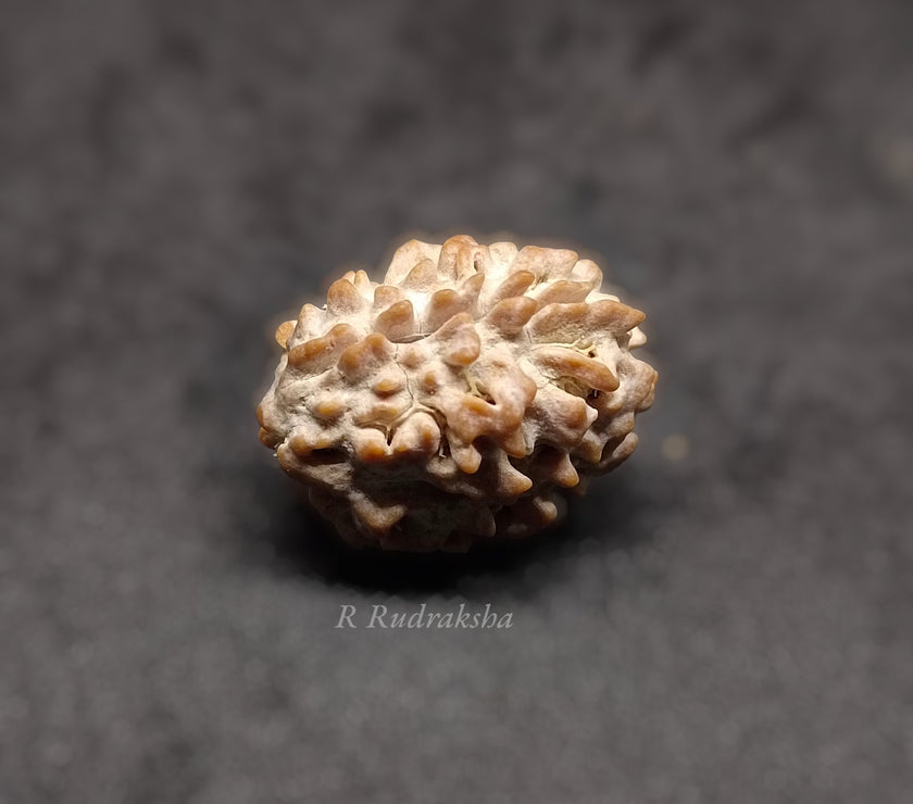Indian 2 Mukhi Rudraksha Lab Certified