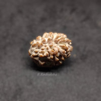 Indian 2 Mukhi Rudraksha Lab Certified