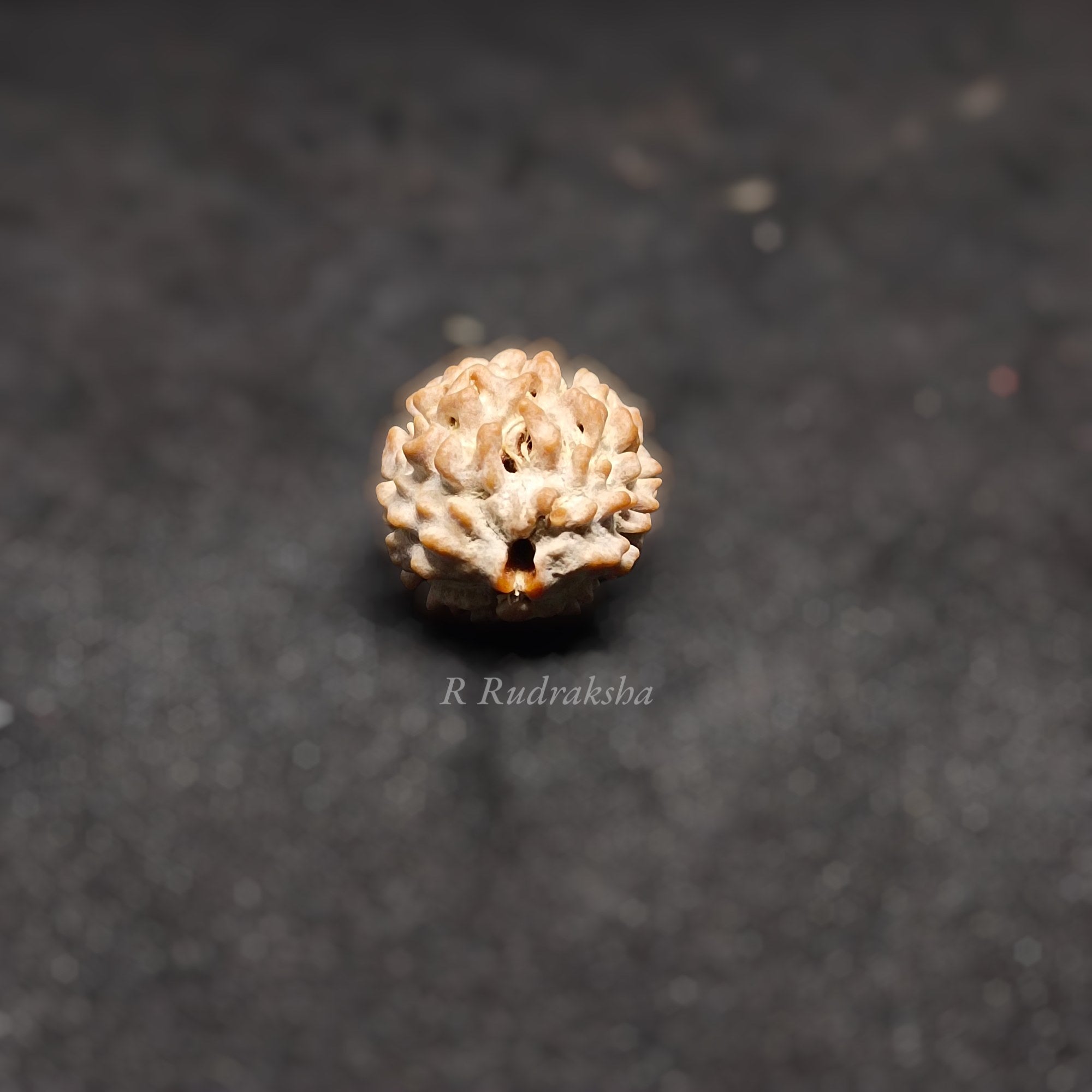 Indian 2 Mukhi Rudraksha Lab Certified