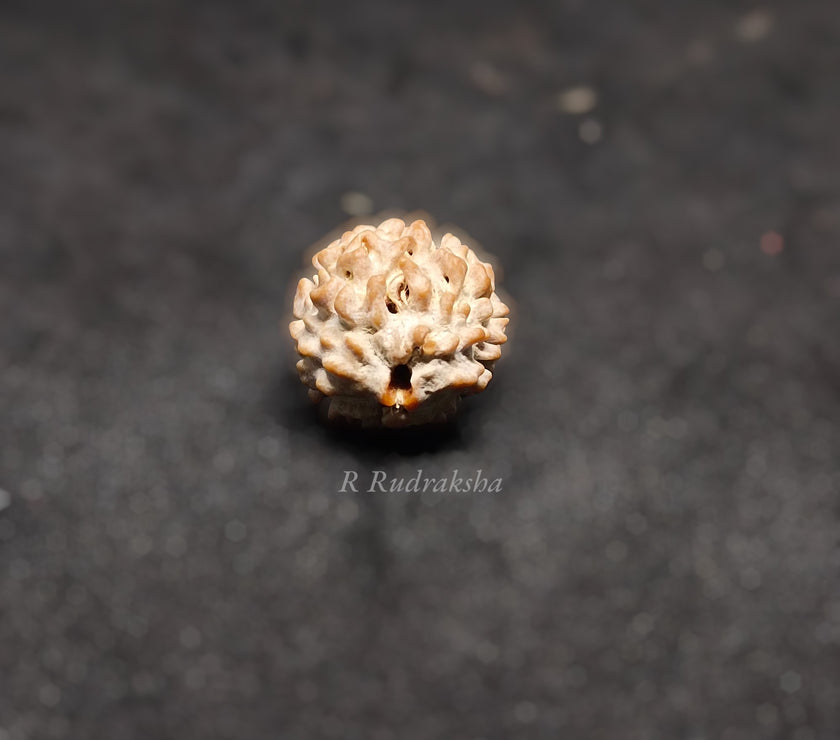 Indian 2 Mukhi Rudraksha Lab Certified