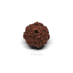 Indonesian 8 Mukhi Rudraksha Lab Certified