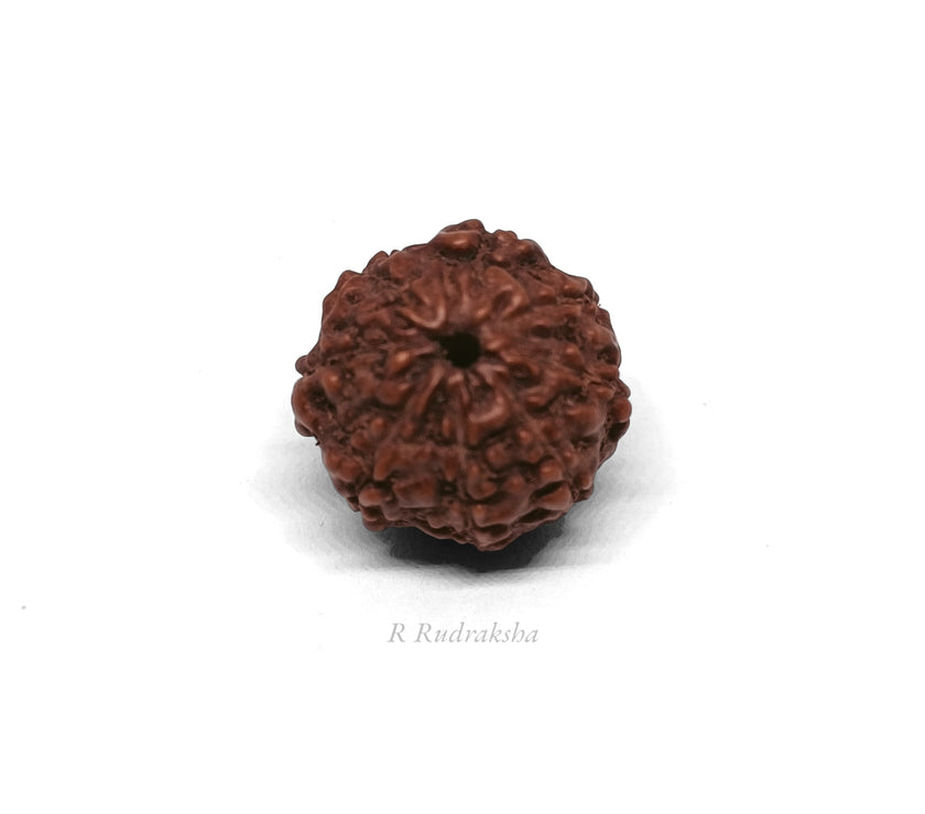 Indonesian 8 Mukhi Rudraksha Lab Certified