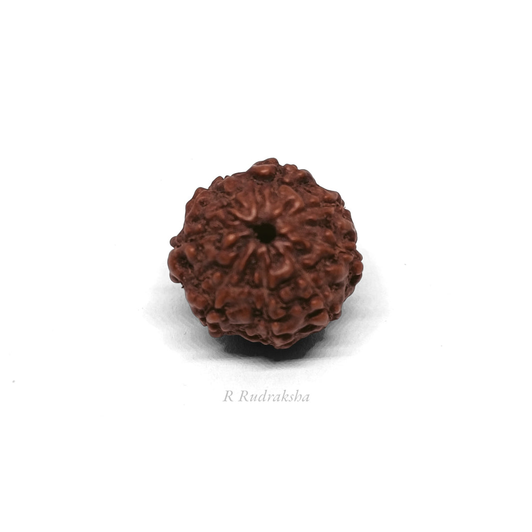 Indonesian 8 Mukhi Rudraksha Lab Certified