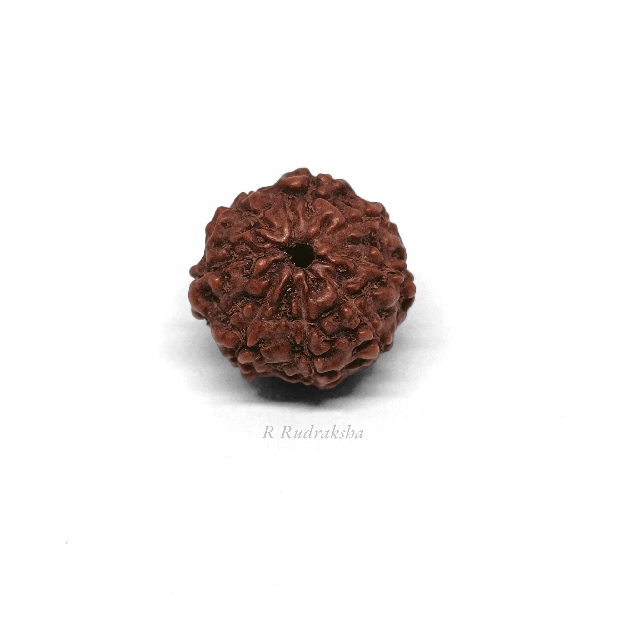 Indonesian 8 Mukhi Rudraksha Lab Certified