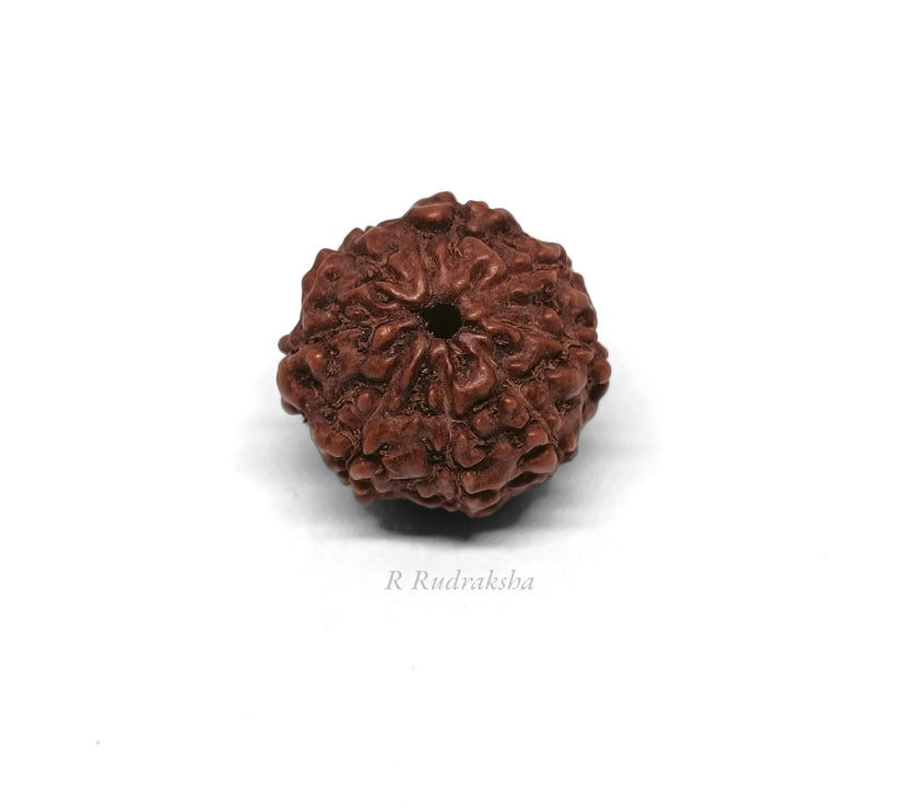 Indonesian 8 Mukhi Rudraksha Lab Certified