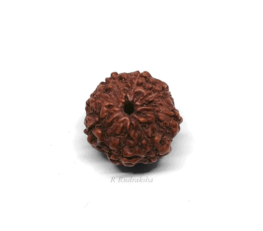 Indonesian 8 Mukhi Rudraksha Lab Certified