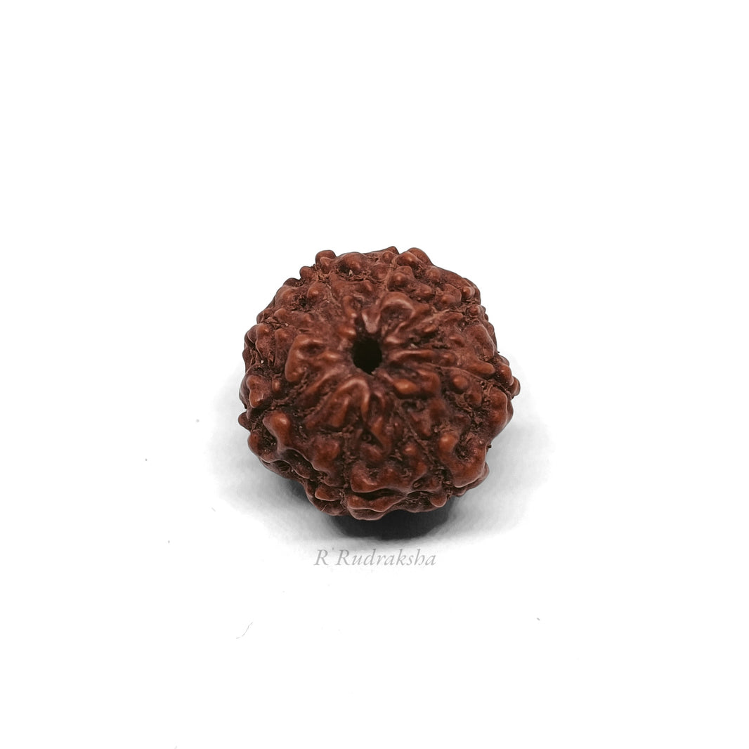 Indonesian 8 Mukhi Rudraksha Lab Certified