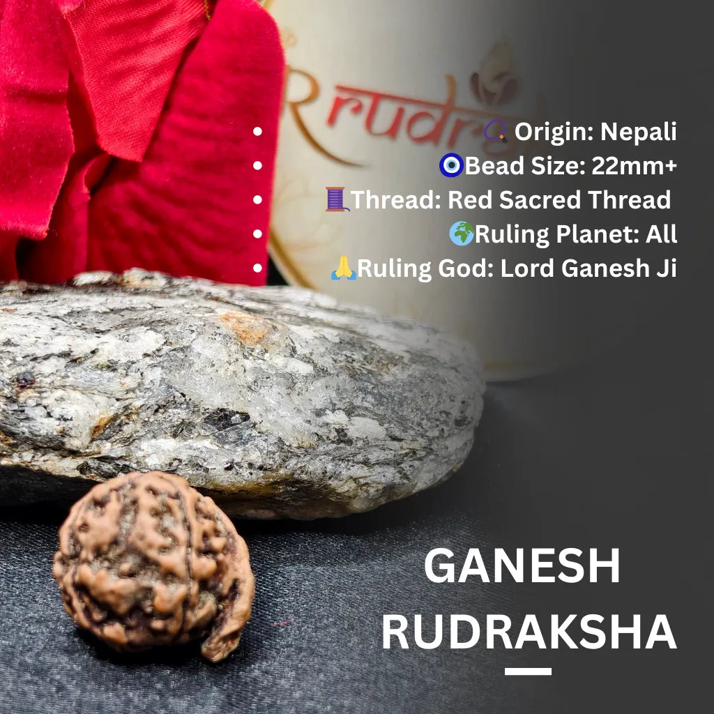 Nepali Ganesh Rudraksha Lab Certified