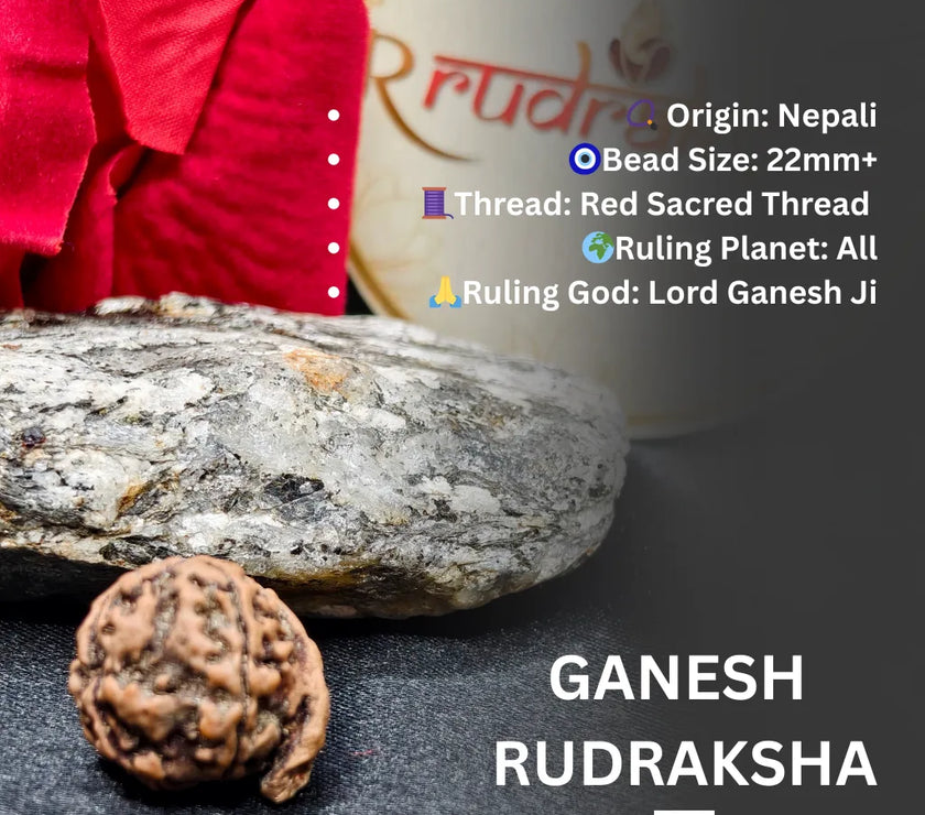 Ganesha Rudraksha with information text on a dark background