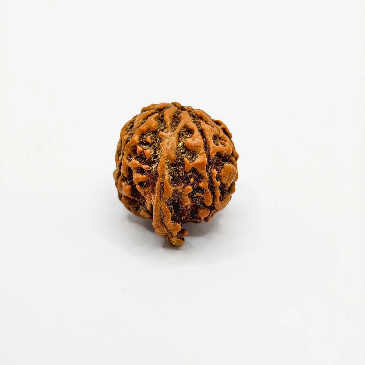 Original Ganesh Rudraksha, Authentic Ganesh Rudraksha, Premium Quality Ganesh Rudraksha, Certified Ganesh Rudraksha, Buy Original Ganesh Rudraksha 