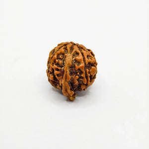Original Ganesh Rudraksha, Authentic Ganesh Rudraksha, Premium Quality Ganesh Rudraksha, Certified Ganesh Rudraksha, Buy Original Ganesh Rudraksha 