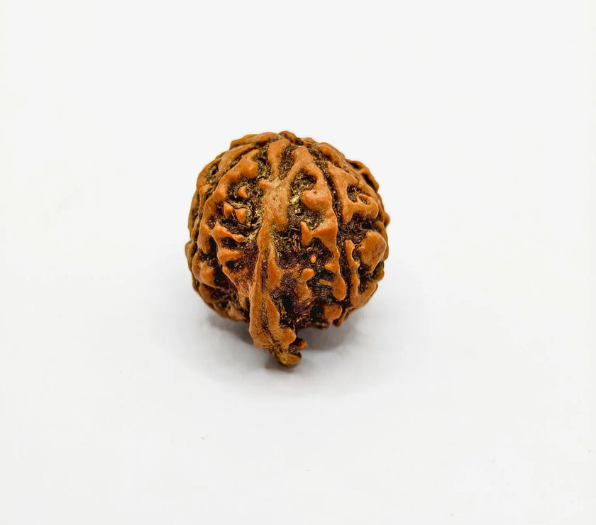 Original Ganesh Rudraksha, Authentic Ganesh Rudraksha, Premium Quality Ganesh Rudraksha, Certified Ganesh Rudraksha, Buy Original Ganesh Rudraksha 