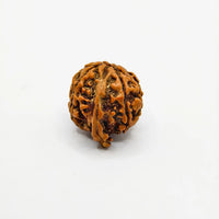 Original Ganesh Rudraksha, Authentic Ganesh Rudraksha, Premium Quality Ganesh Rudraksha, Certified Ganesh Rudraksha, Buy Original Ganesh Rudraksha 