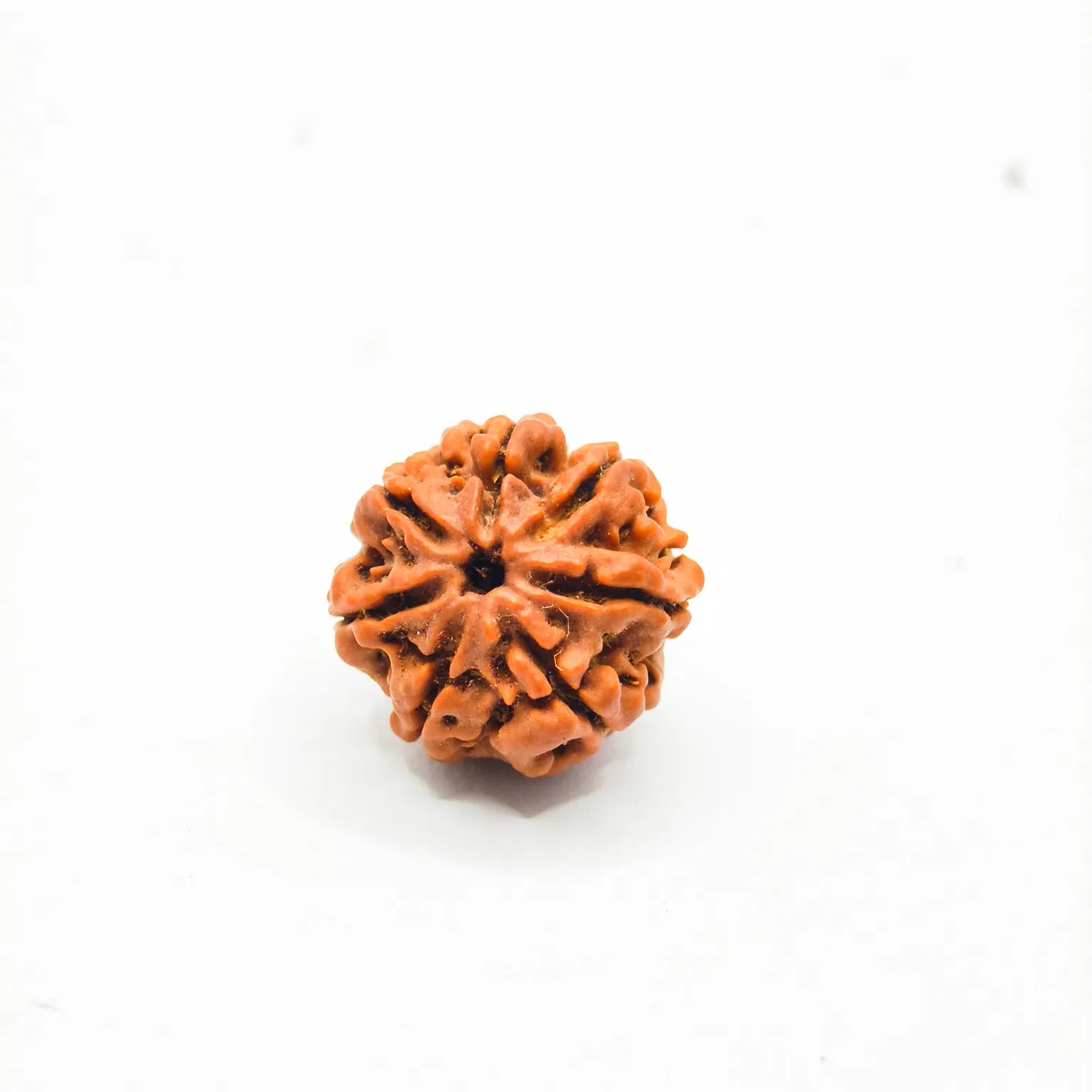 Nepali 7 Mukhi Rudraksha Lab Certified