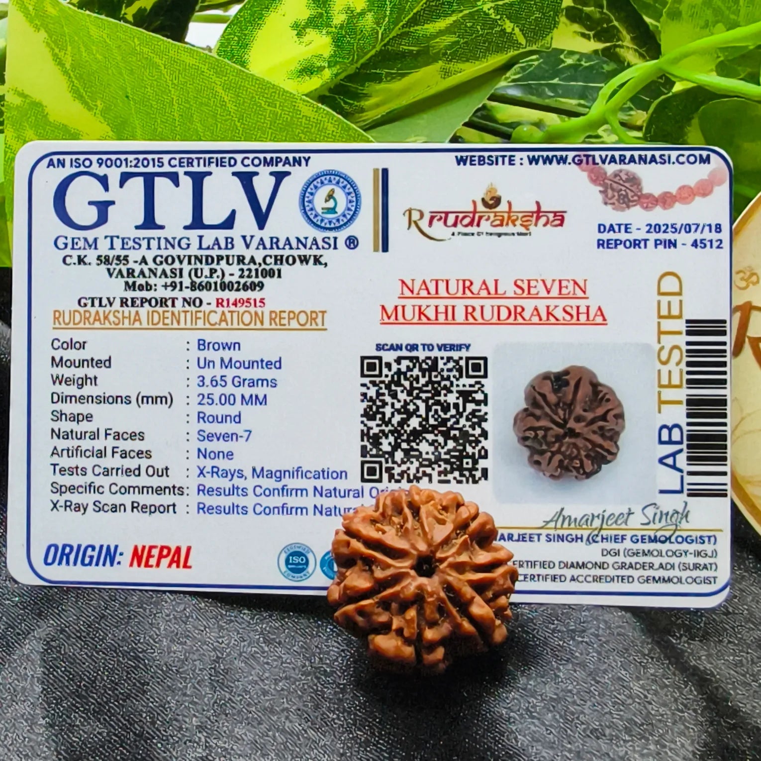 Nepali 7 Mukhi Rudraksha Lab Certified