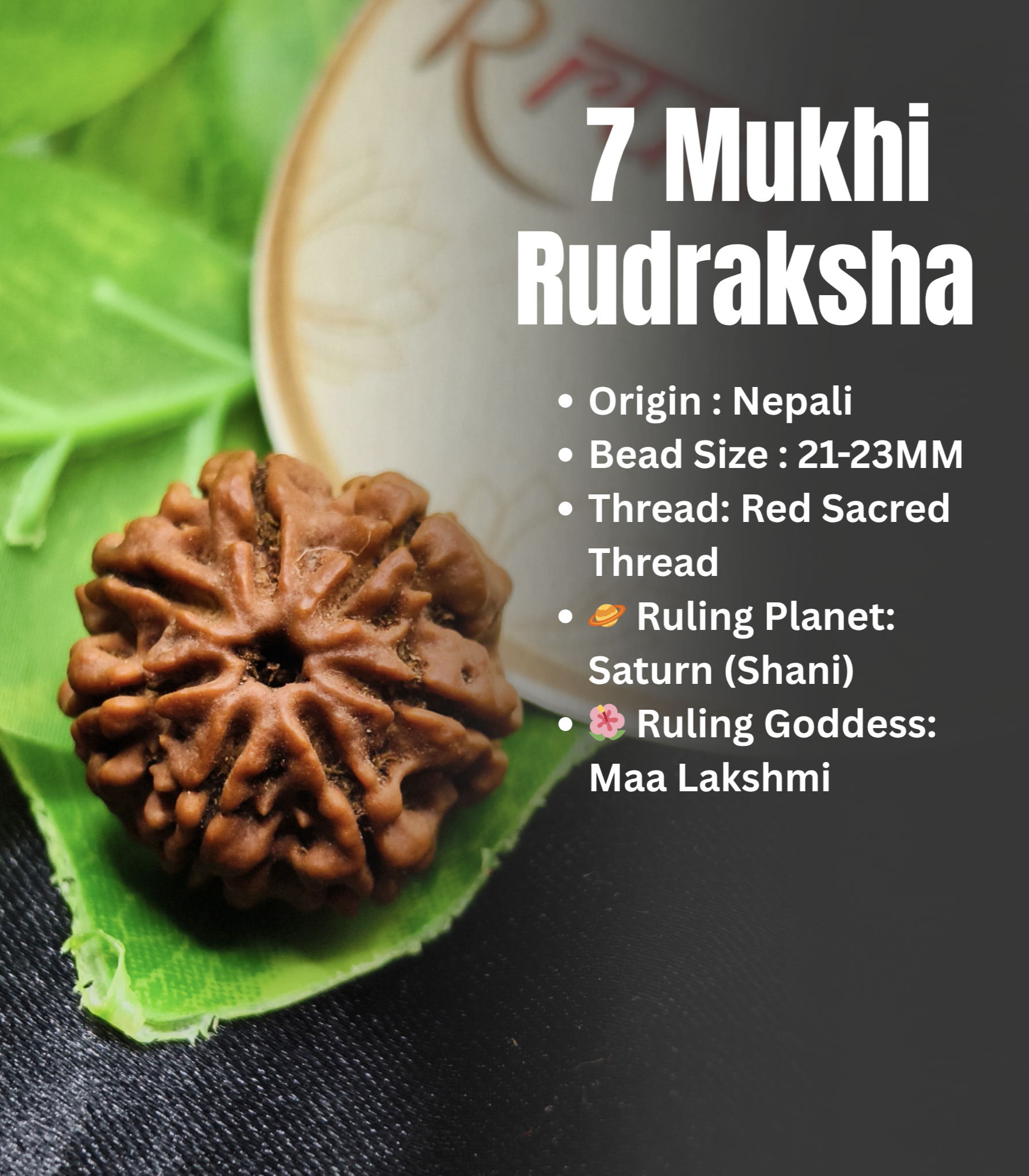 Nepali 7 Mukhi Rudraksha Lab Certified