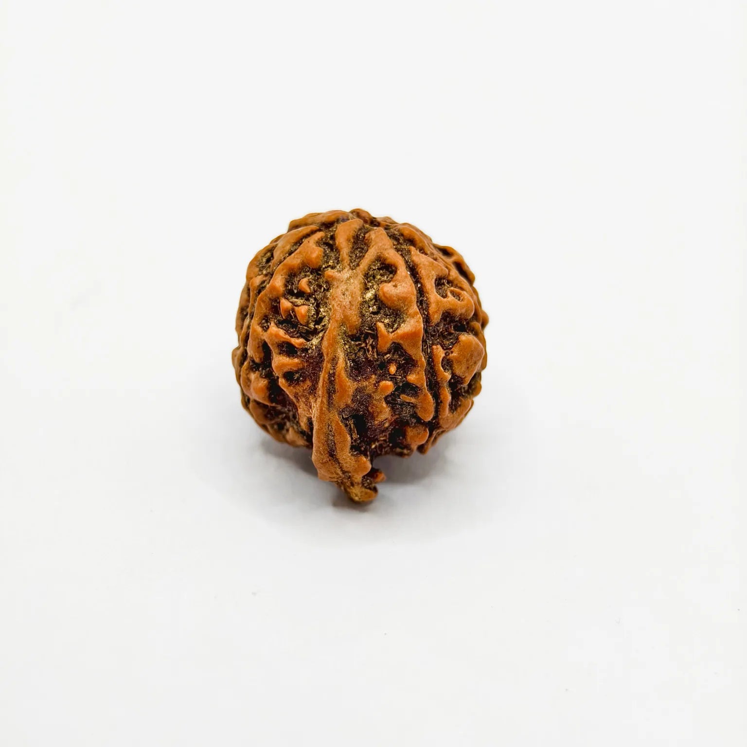 Nepali Ganesh Rudraksha Lab Certified