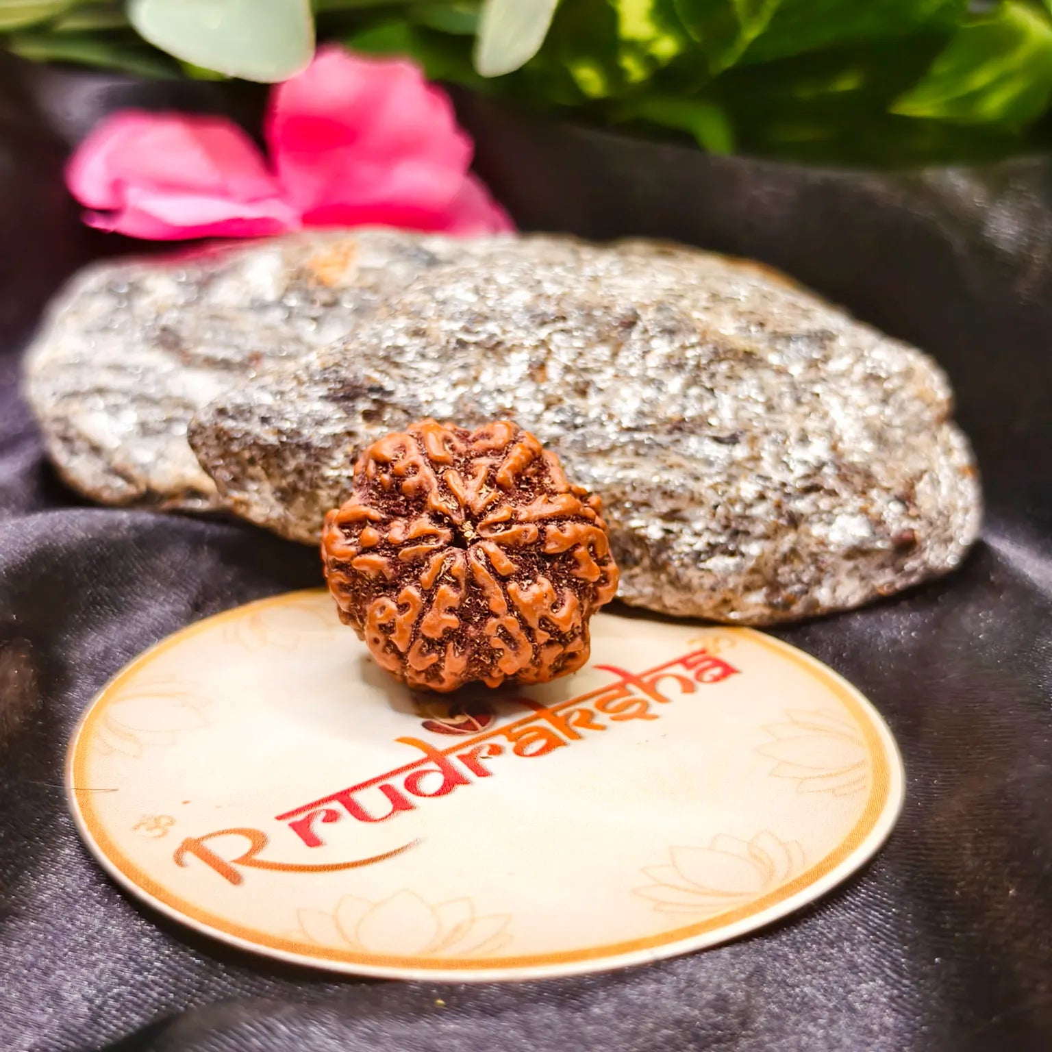 Nepali 6 Mukhi Rudraksha Lab Certified