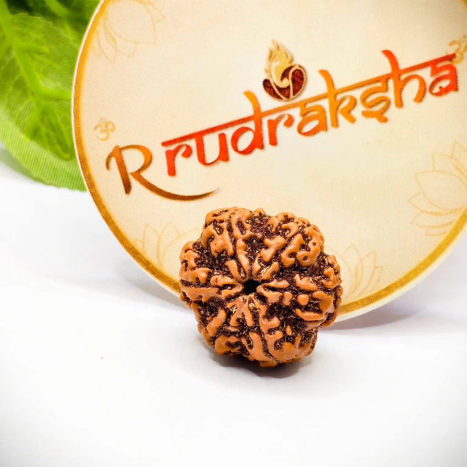 Nepali 6 Mukhi Rudraksha Lab Certified