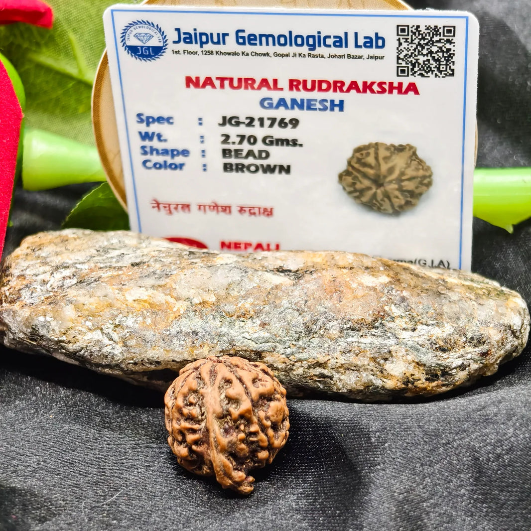 Certified Ganesh Rudraksha, Ganesh Rudraksha Lab Certified, authentic ganesh rudraksha lab Certified, Ganesh Rudraksha benefits, original Ganesh Rudraksha 