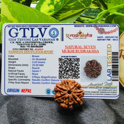 7 Mukhi Rudraksha Lab Certified, genuine 7 Mukhi Rudraksha, buy 7 Mukhi Rudraksha Mala, original 7 Mukhi Rudraksha, buy real 7 Mukhi Rudraksha 