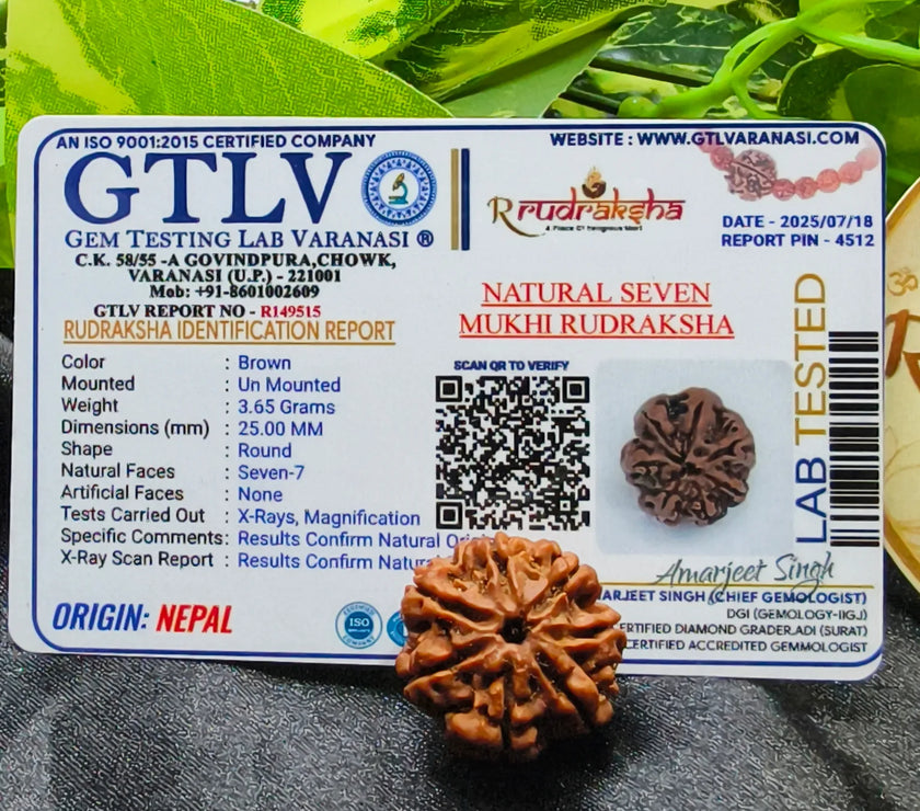7 Mukhi Rudraksha Lab Certified, genuine 7 Mukhi Rudraksha, buy 7 Mukhi Rudraksha Mala, original 7 Mukhi Rudraksha, buy real 7 Mukhi Rudraksha 