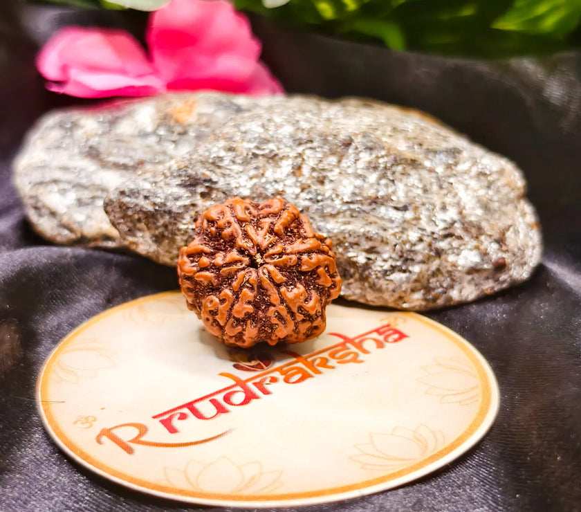 Nepali 6 Mukhi Rudraksha, Original 6 Mukhi Rudraksha, Six Face Rudraksha, Original 6 Mukhi Rudraksha Lab Certified, 6 Mukhi Rudraksha benefits 