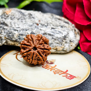 6 Mukhi Rudraksha, buy original 6 Mukhi Rudraksha, genuine 6 Mukhi Rudraksha, lab Tested 6 Mukhi Rudraksha 