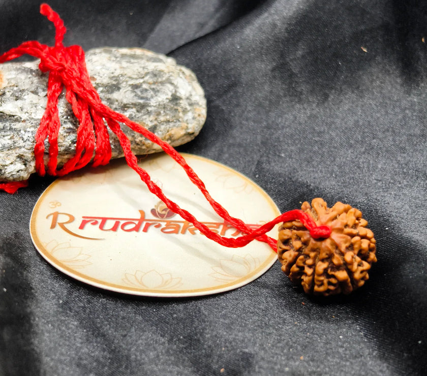 Original 7 Mukhi Rudraksha, buy 7 Mukhi Rudraksha, real 7 Mukhi Rudraksha, best quality 7 Mukhi Rudraksha, 7 Mukhi Rudraksha, buy 7 Mukhi Rudraksha 