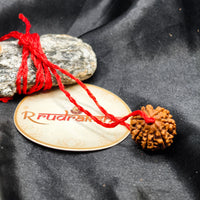 Original 7 Mukhi Rudraksha, buy 7 Mukhi Rudraksha, real 7 Mukhi Rudraksha, best quality 7 Mukhi Rudraksha, 7 Mukhi Rudraksha, buy 7 Mukhi Rudraksha 