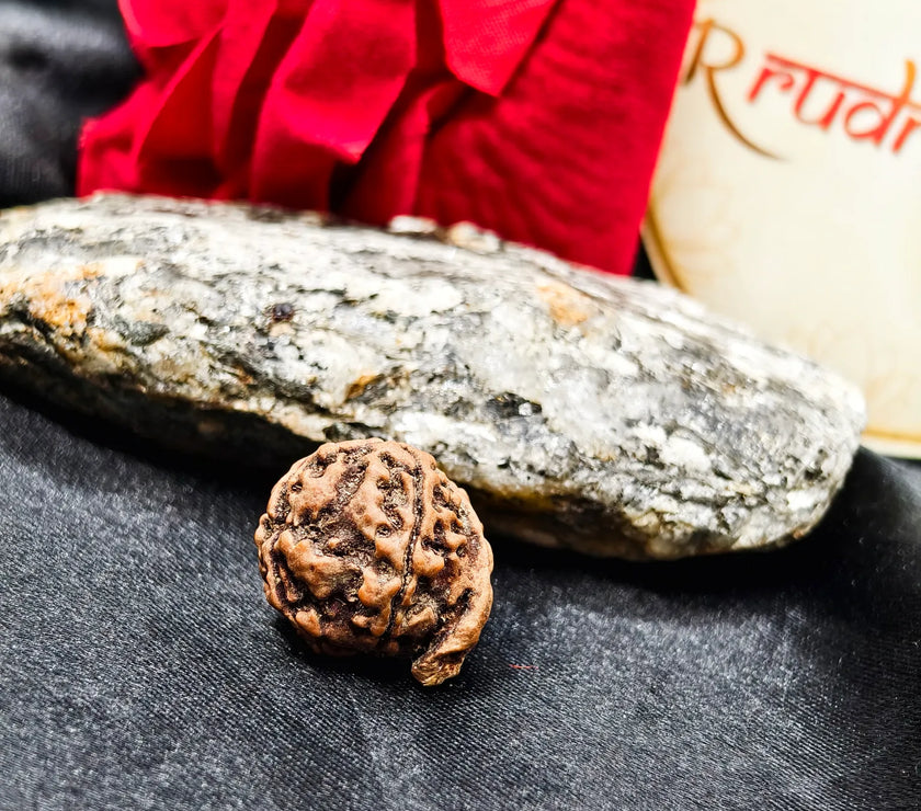 Ganesh Rudraksha Lab Certified, Original Ganesh Rudraksha, Certified Ganesh Rudraksha benefits, original Ganesh Rudraksha Certified 