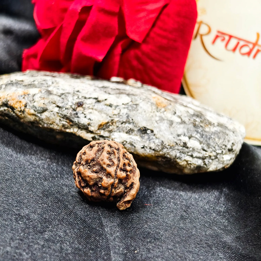 Ganesh Rudraksha Lab Certified, Original Ganesh Rudraksha, Certified Ganesh Rudraksha benefits, original Ganesh Rudraksha Certified 