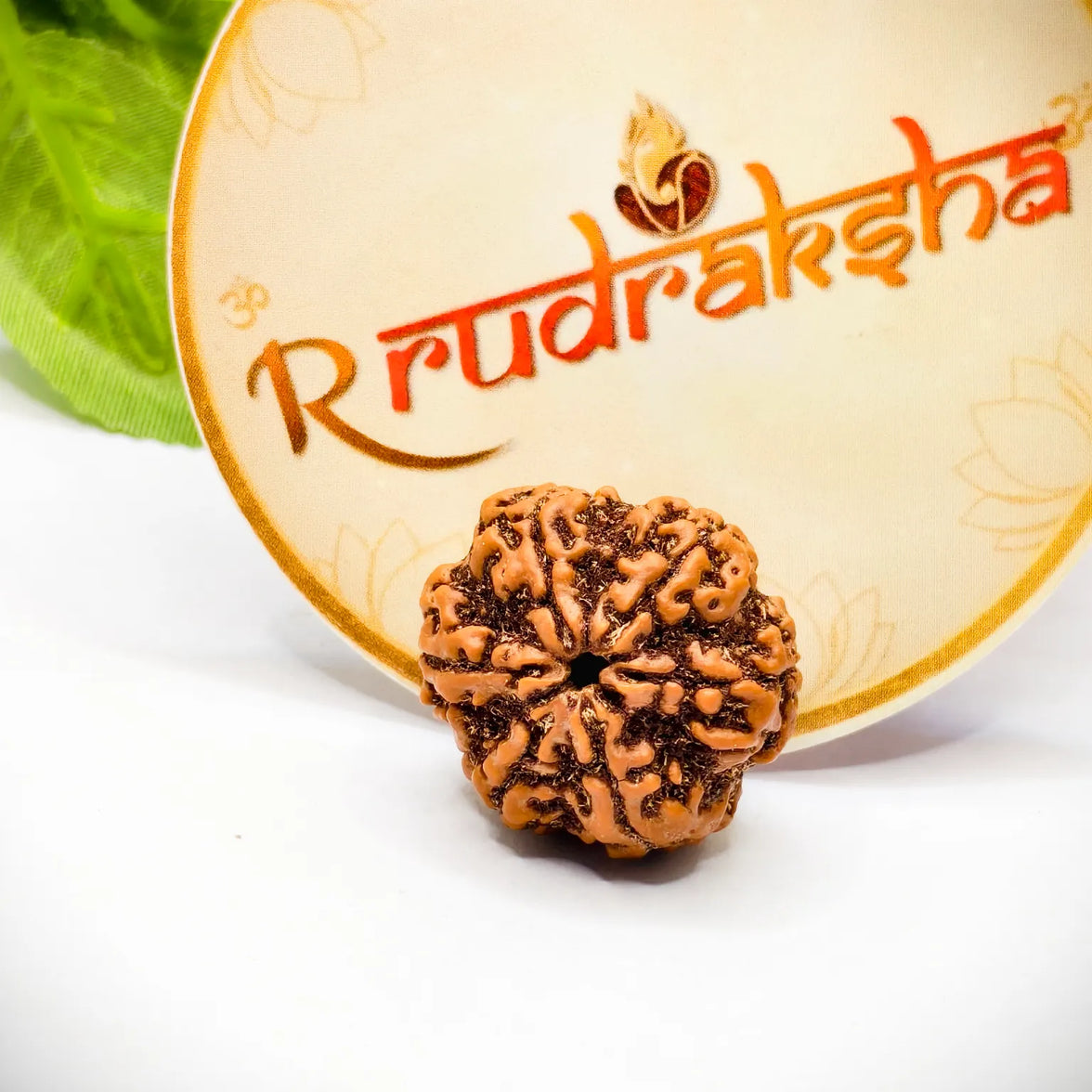 Original Nepali 6 Mukhi Rudraksha Lab Certified, Premium Quality Nepali 6 Mukhi Rudraksha, Buy Original Nepali 6 Mukhi Rudraksha, 6 Mukhi Rudraksha 