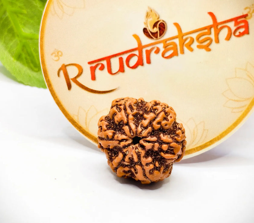 Original Nepali 6 Mukhi Rudraksha Lab Certified, Premium Quality Nepali 6 Mukhi Rudraksha, Buy Original Nepali 6 Mukhi Rudraksha, 6 Mukhi Rudraksha 