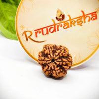 Original Nepali 6 Mukhi Rudraksha Lab Certified, Premium Quality Nepali 6 Mukhi Rudraksha, Buy Original Nepali 6 Mukhi Rudraksha, 6 Mukhi Rudraksha 