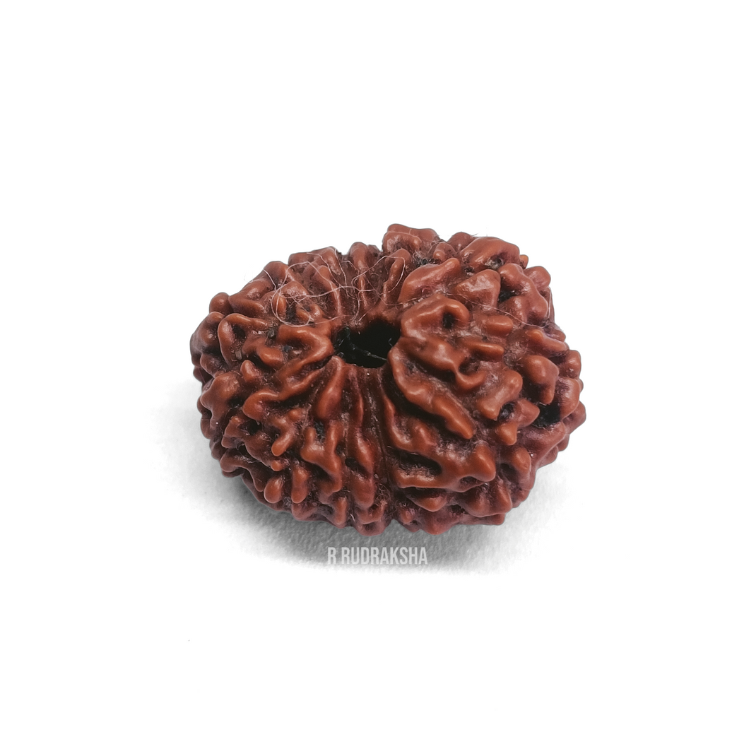 Nepali 13 Mukhi Rudraksha Lab Certified