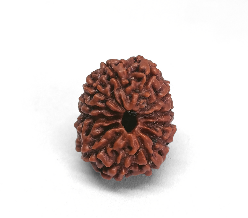 Nepali 13 Mukhi Rudraksha Lab Certified